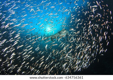 Sardines fish and porcupinefish