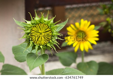 The young sunflowers