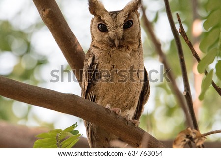 Owl (A nocturnal bird of prey with large forward-facing eyes surrounded by facial disks, a hooked beak, and typically a loud call)