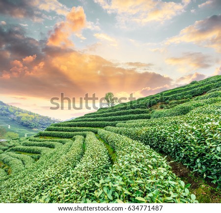 Tea plantation landscape at sunset