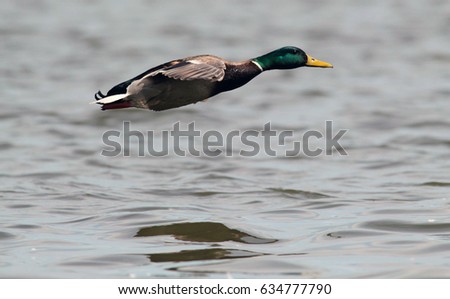Male Mallard Duck flying above river Danube,in Belgrade,Zemun,Serbia.
