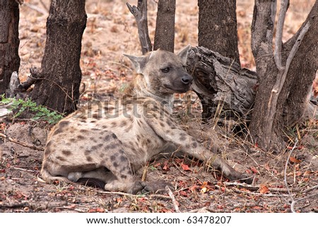 spotted hyena in Kruger National Park, South Africa