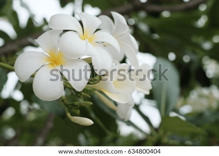 plumeria flower on the tree bounce with son light.