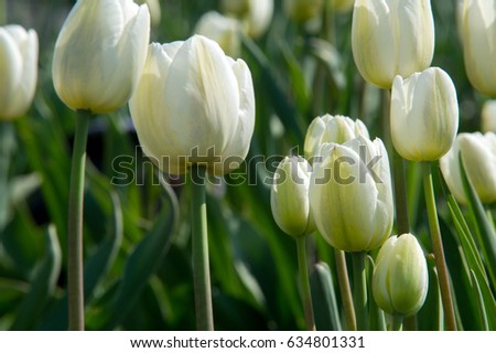 A photo of flowers. Beautiful white tulips flowerbed closeup. Flower background. Summer garden landscape design.