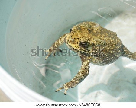 asiatic toad close up