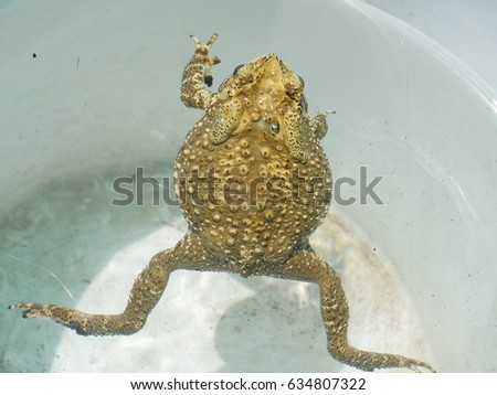 asiatic toad close up