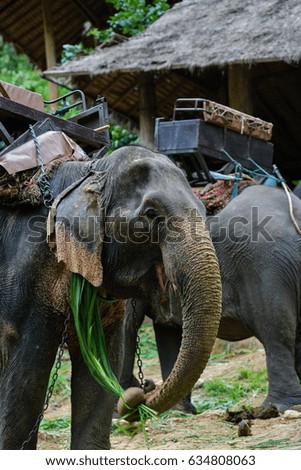 Elephant at Chiang Mai, Thailand, South-East Asia, Asia