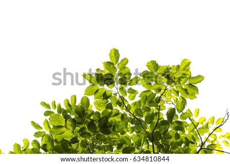 tree branch and green leaf silhouette photography , white background