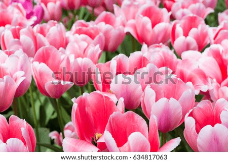 blooming sweet pink tulip macro picture