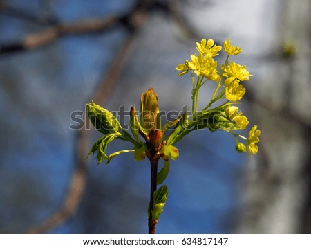 Beautiful Bud on the branch is dissolved. The leaves and flowers on blue sky background