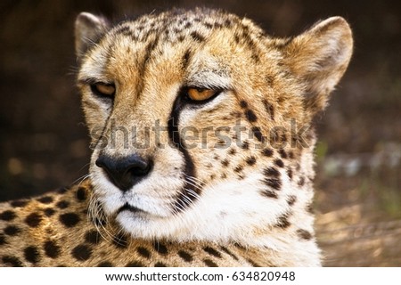 A closeup view of a fierce looking cheetah at a wildlife conservation Western Cape, South Africa.