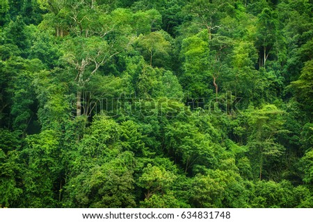 Tropical rainforest landscape view, Taman Negara, Malaysia.