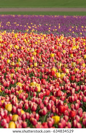 Horticulture and arable crops with different types and colors with tulips in the Netherlands. A typical Dutch stock foot with flowering flowers and Dutch clouds during spring