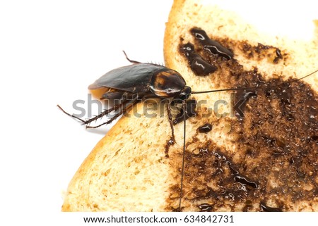 Cockroaches are eating chocolate bread on a white background