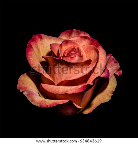 Fine art still life floral macro flower portrait of a single isolated orange and red blooming rose blossom in vintage still life painting style on black background