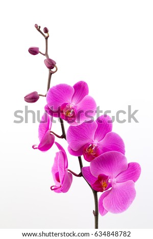Pink orchids on the white background. Royalty-Free Stock Photo #634848782
