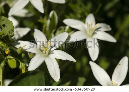 Close up of white anemone flowers with small green cricket.