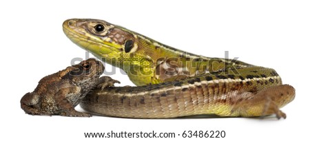 Wall lizard, Podarcis muralis, and young Common toad, bufo bufo, in front of white background