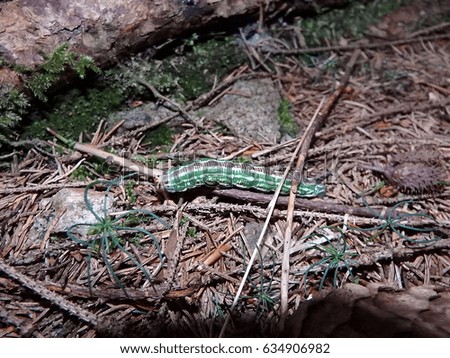 Big green caterpillar in the woods