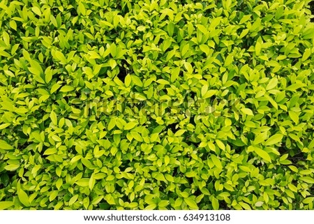 Green leaves bush background in the pack.