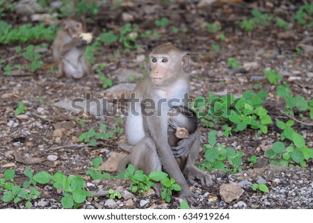 Monkey in Thailand Living in the mountains Ratchaburi Province