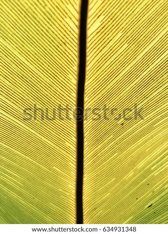 Close up pattern green leaf of birds nest fern.