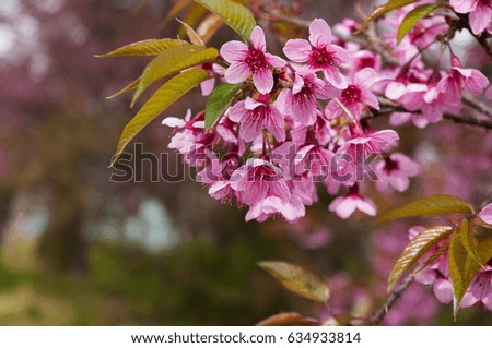  Cherry blossom, Japanese flowering cherry, Y?nghua