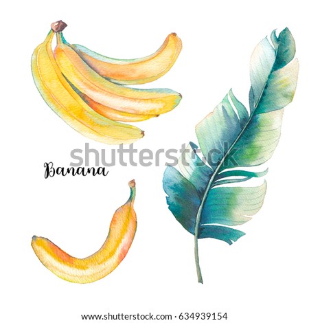 Watercolor single tropical leaf and bananas. Hand painted exotic banana fruit and palm branch isolated on white background. Botanical and food illustration