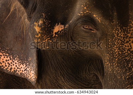 Close-up Thai elephant with sad eyes, head shot, natural light