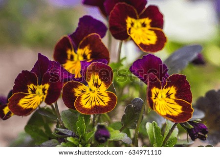 Beautiful pansy flowers, closeup, macro