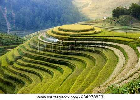 rice farmers on the terraces