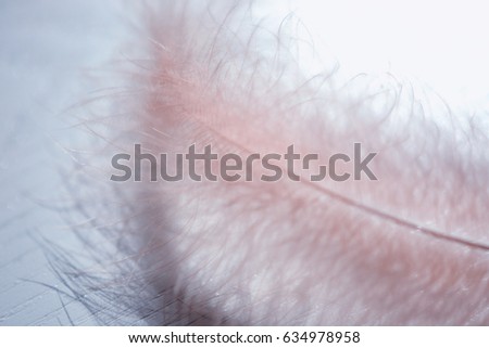 Swan feather soft focus