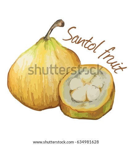 Santol fruit. Hand drawn watercolor painting on white background.