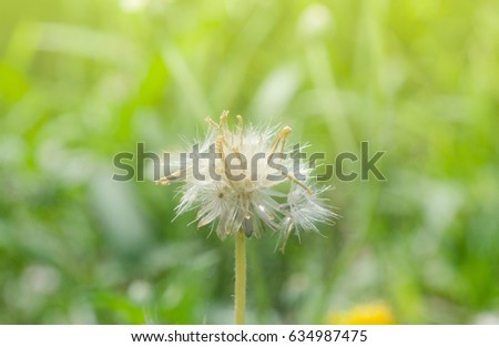 Grass Flower