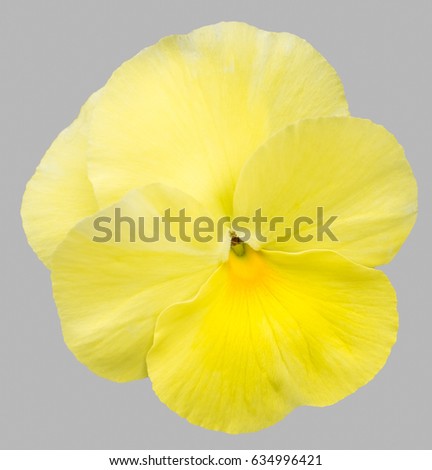 Yellow  pansy flowers isolated on gray background.