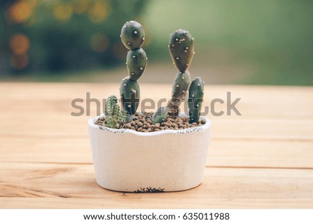 Close up cactus in white little flowerpot with nature bokeh background.