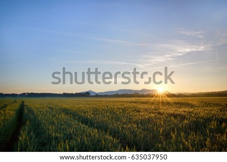 Wheat field with paths while sunrise