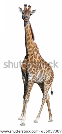 big beautiful Giraffe isolated on white background