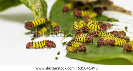 Chalcosiine Day-Flying Moth caterpillars (Cyclosia panthona)  on their host plant leaf