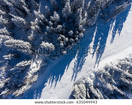 Trees covered with snow - Aerial view over the forest