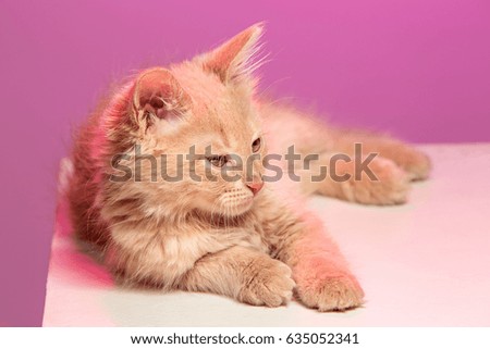 The cat on pink background