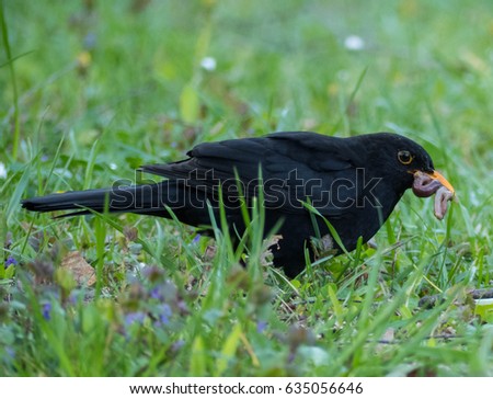 Blackbird holds a worm in the beak. Blackbird in the grass.
