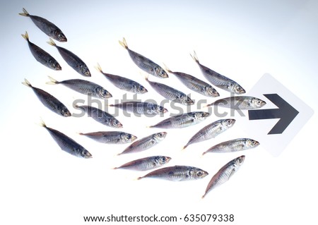 group of fishes following the arrow mark, isolated on white Royalty-Free Stock Photo #635079338