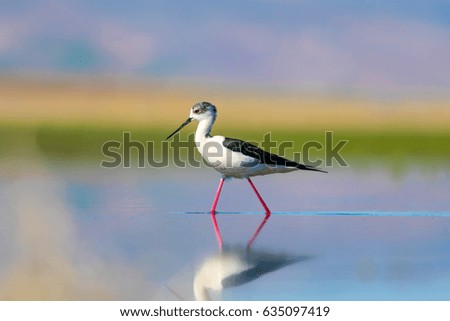 Cute Long legged bird. Colorful lake background.