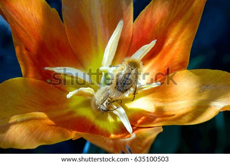  The colorful tulip with insect inside.