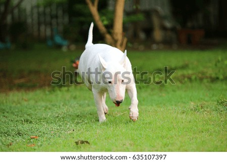 Dog, Bull Terrier walk in grass field
