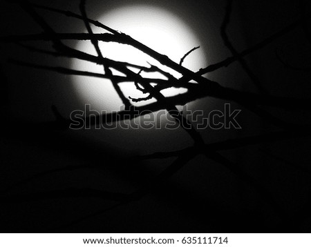 Small tree branch in the darkness in the nigjt