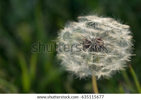 One round dandelion close-up against a background of green grass