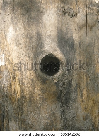Beautiful old tree with the hollow