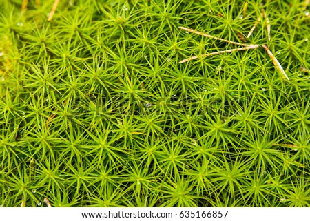 Green moss and dew drops